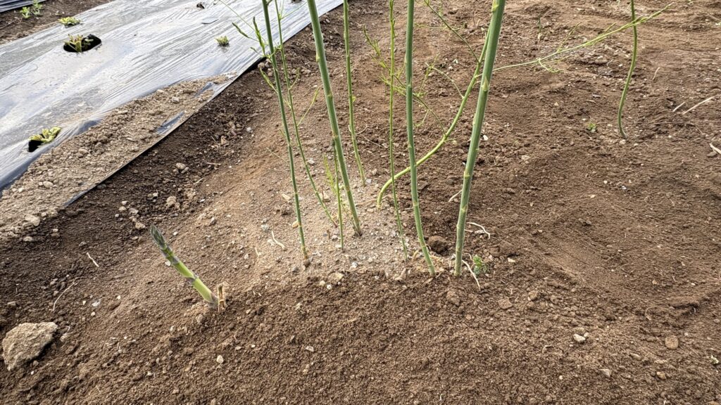 2026年5年目の春アスパラの芽が出てきました。