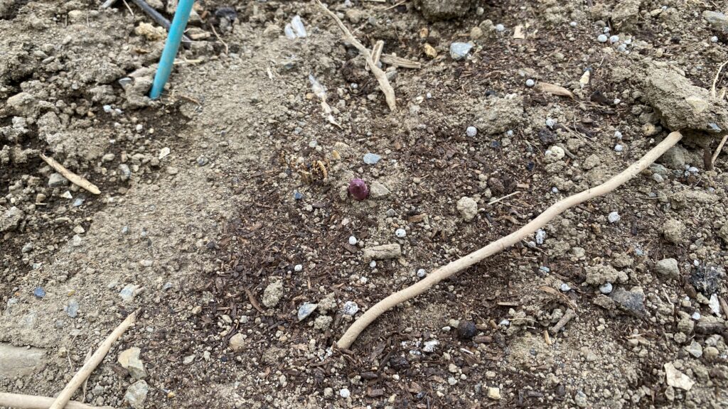 アスパラの新芽