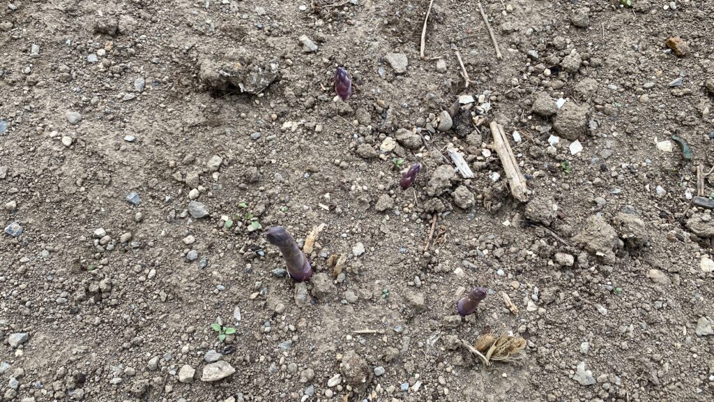 アスパラの新芽