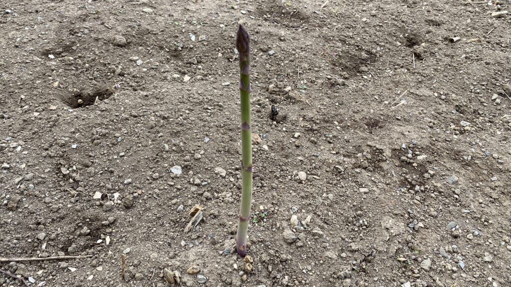 真っすぐ伸びてとても元気。