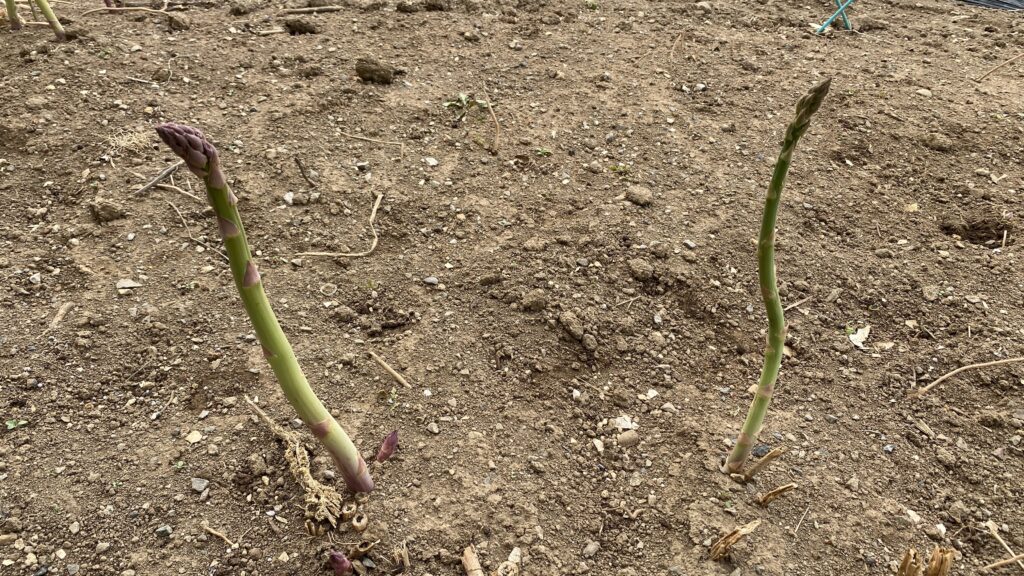 太いのもあります。