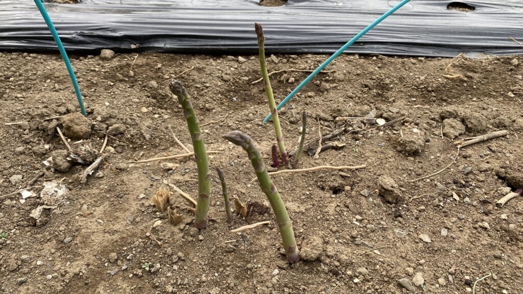 しっかりとした新芽