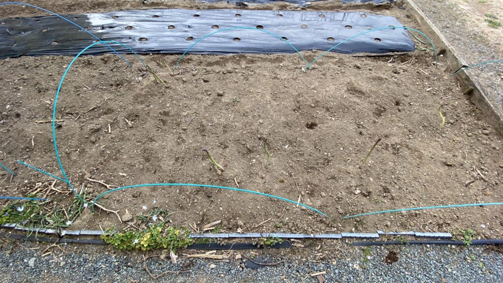 新芽が20本以上あります。