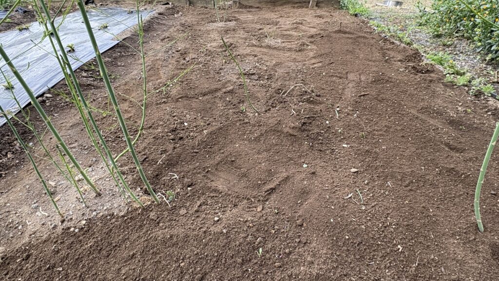 2026年春、今年も無事に新芽が出てきました。