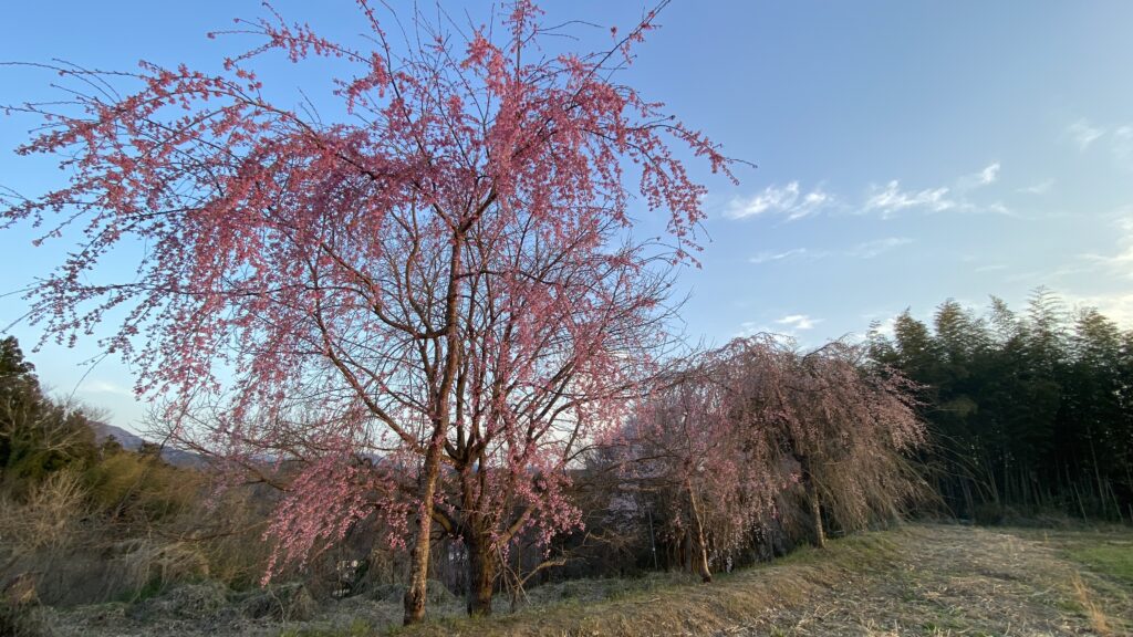 周辺の桜も綺麗