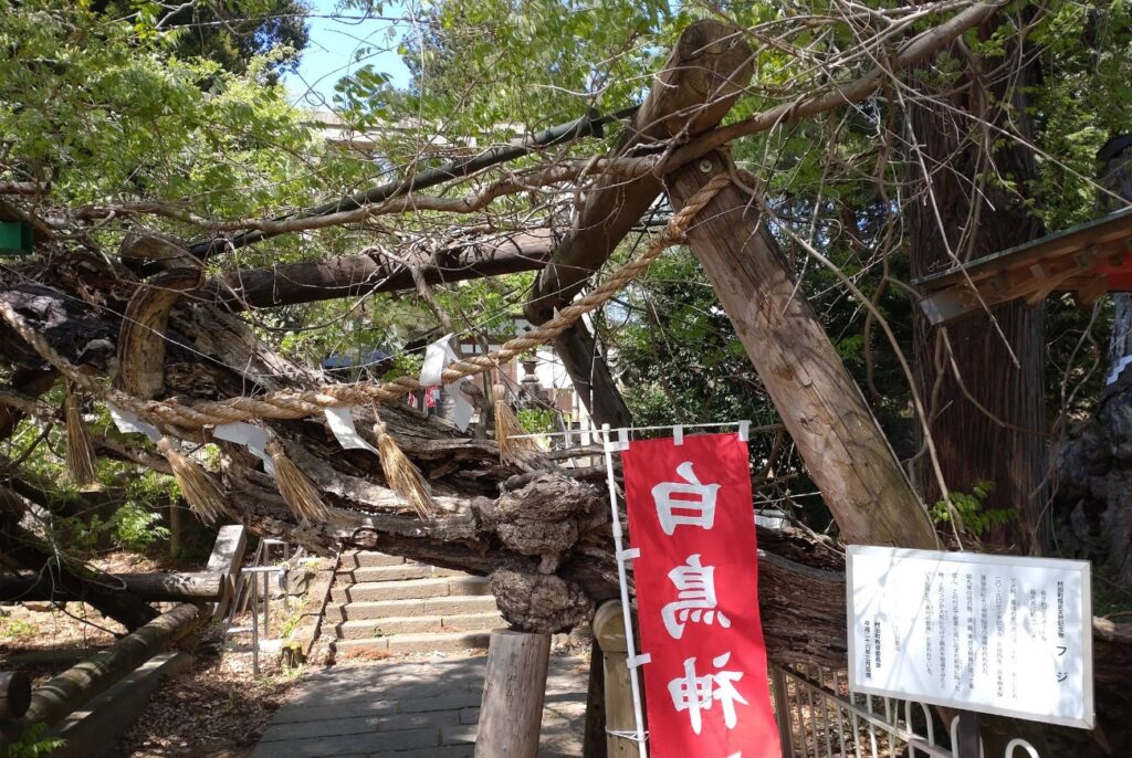 蛇藤