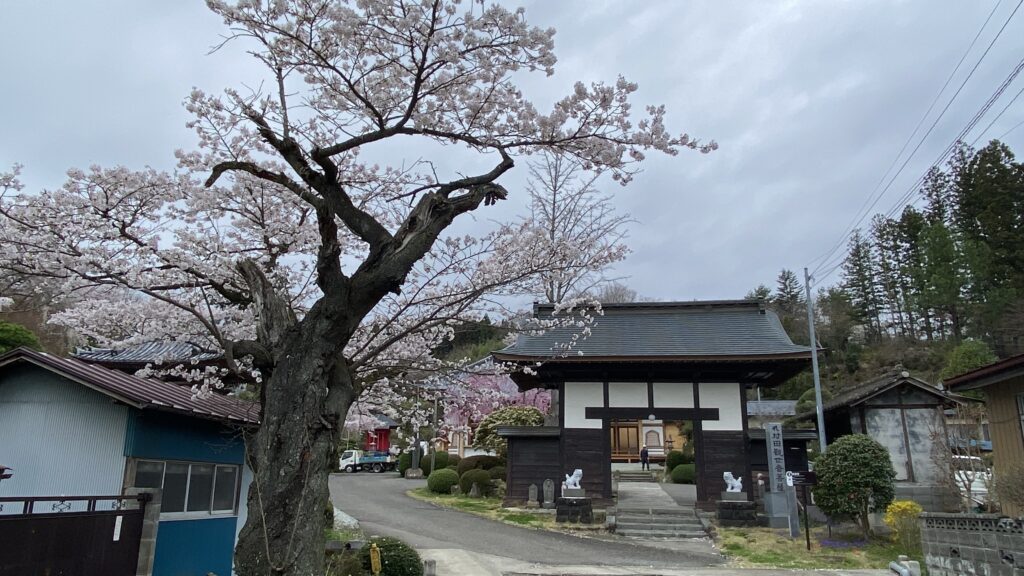 大きな桜