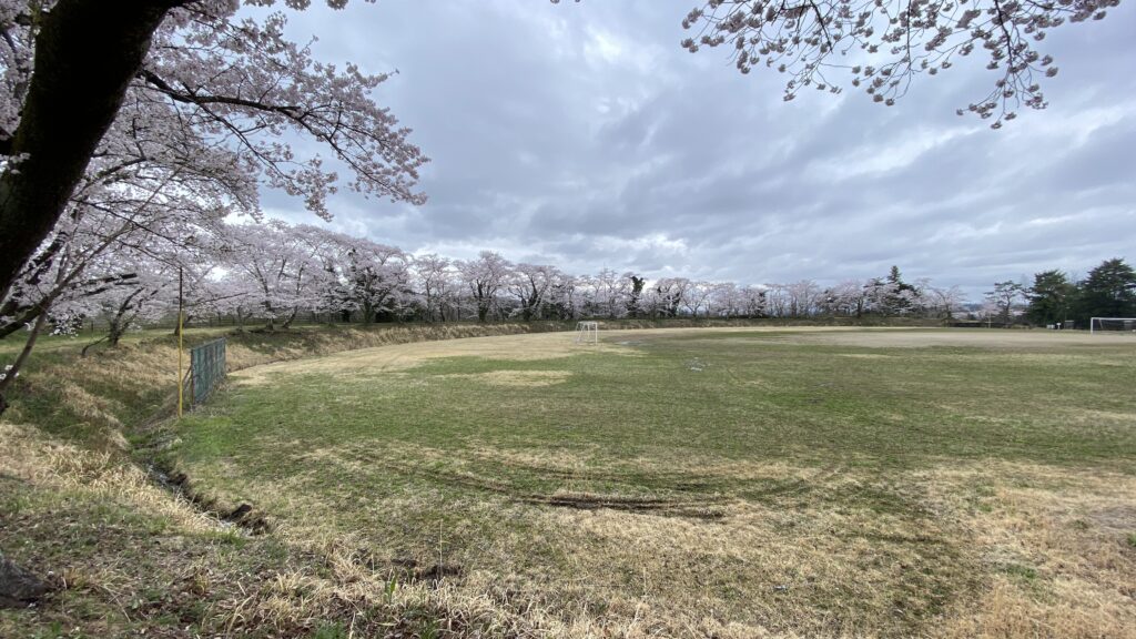 グラウンドを囲む約300本の桜