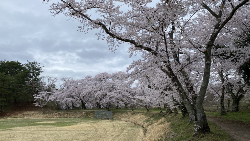 グラウンドを囲む約300本の桜