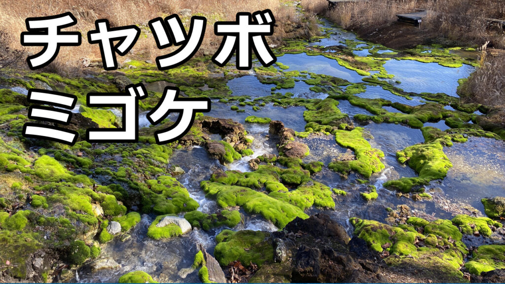 【チャツボミゴケ公園】