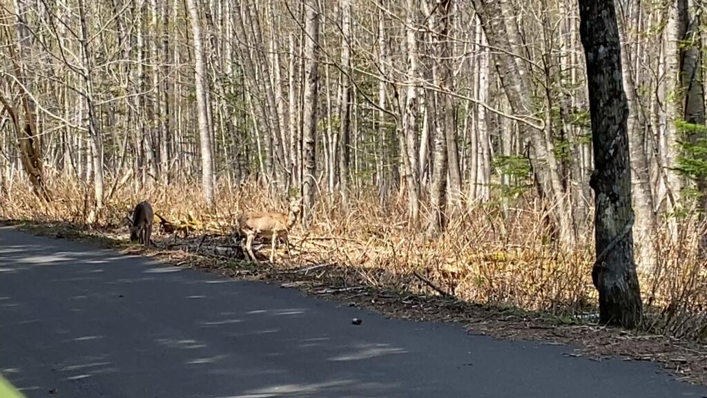 野生動物に注意！
