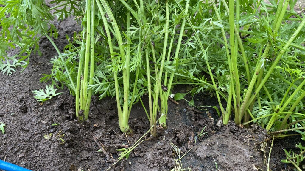 間引く数の方が多くなる