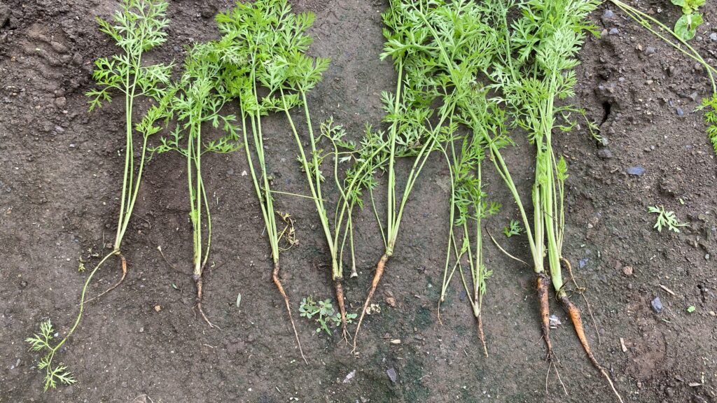 間引いた人参根は細い
