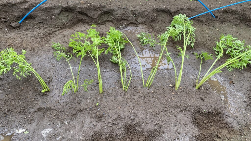 試験的に７本移植して見る