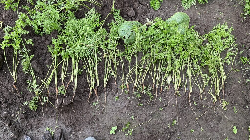 通常は捨てる人参