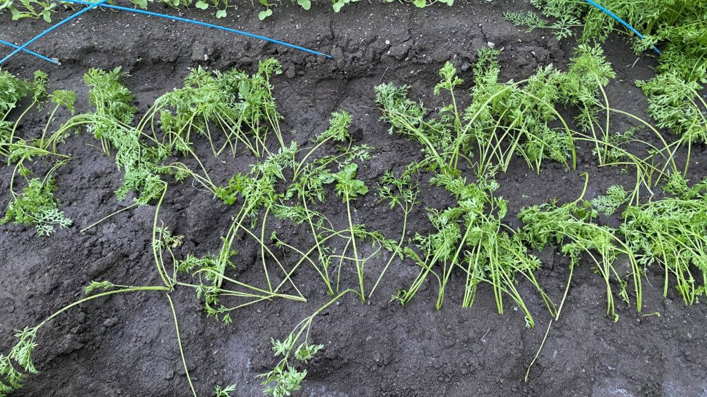 更に移植合計50本