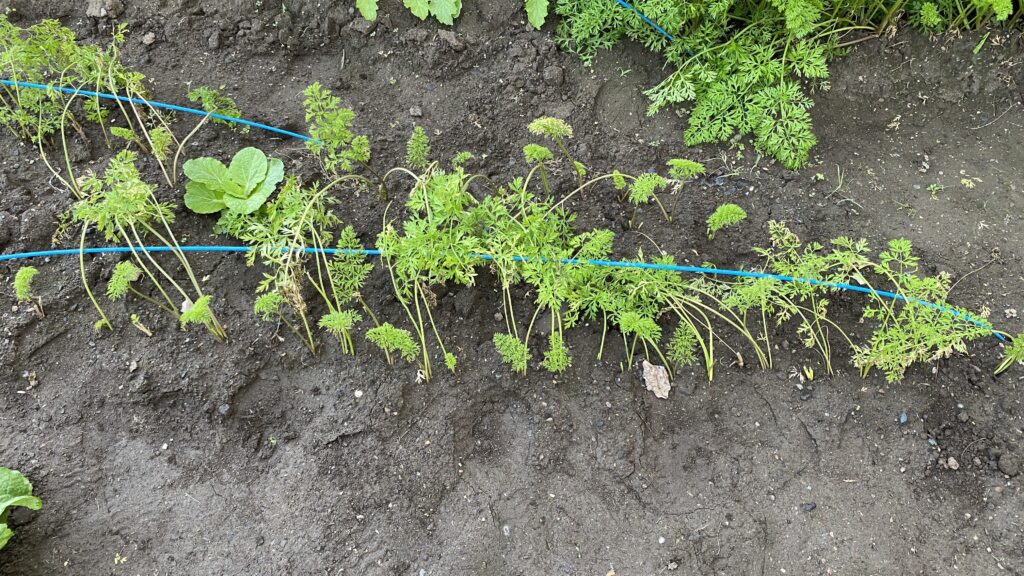 枯葉一部カット＋支柱で補助