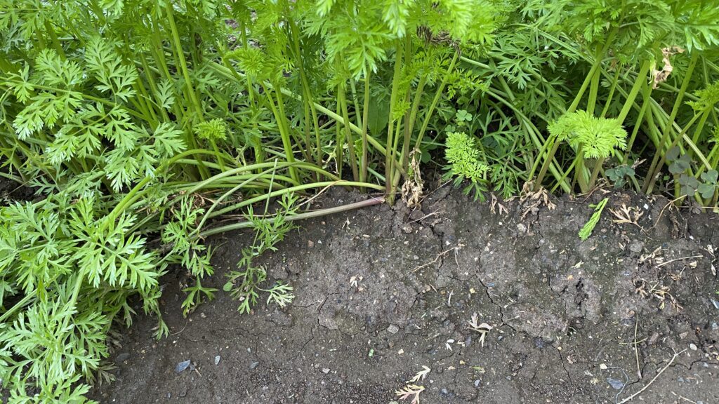 すき間なく生えている人参