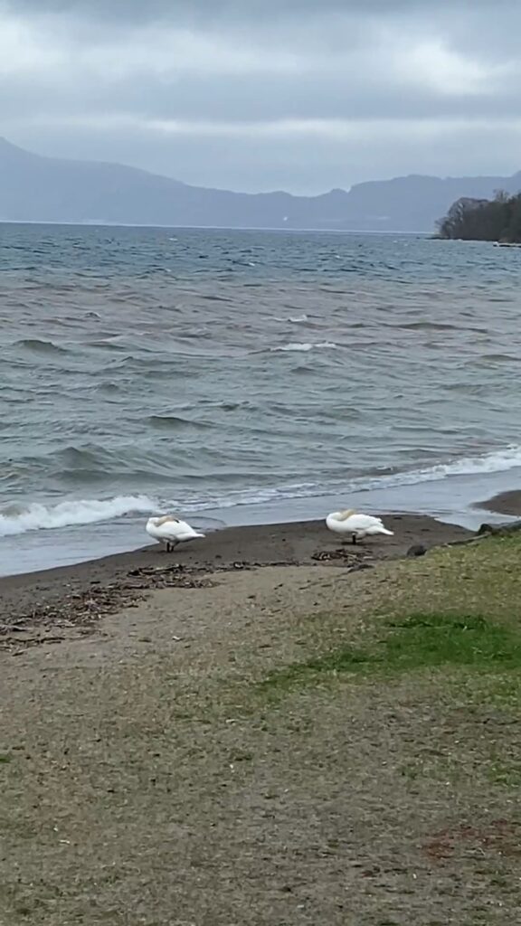 強風にたたずむ白鳥