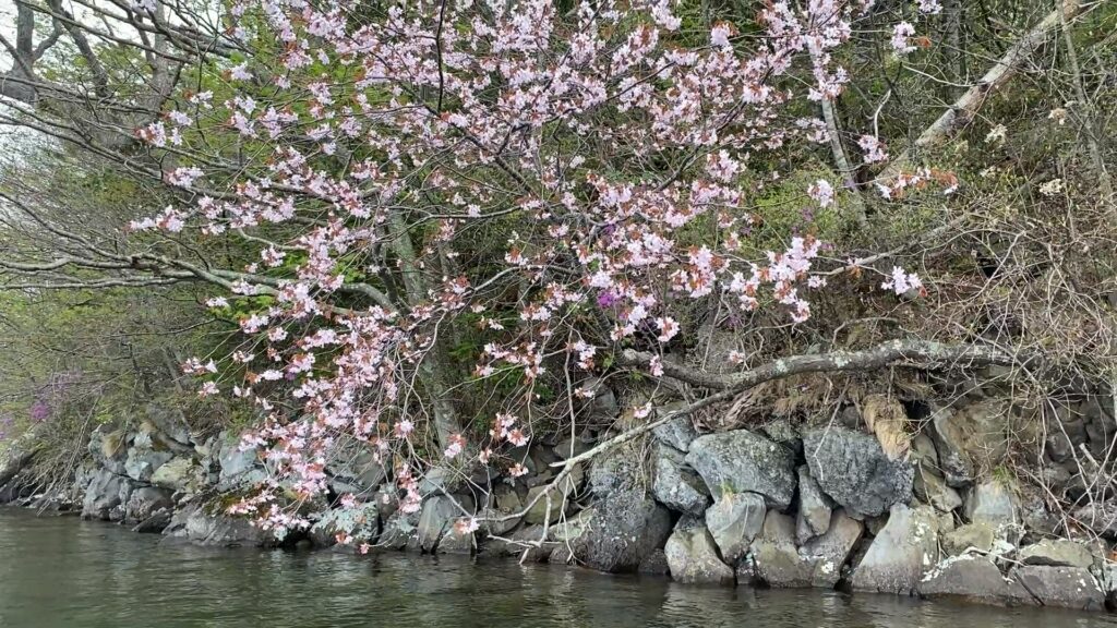 桜