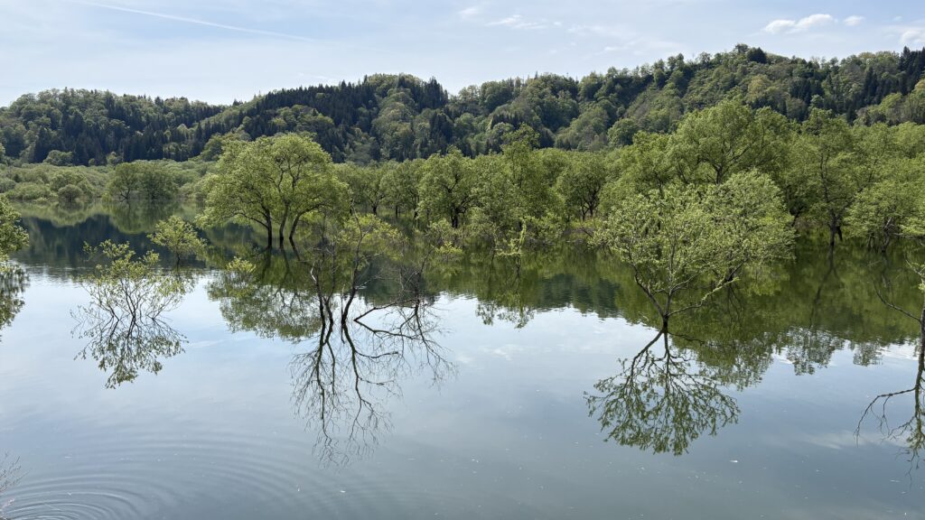 陸から見た水没林