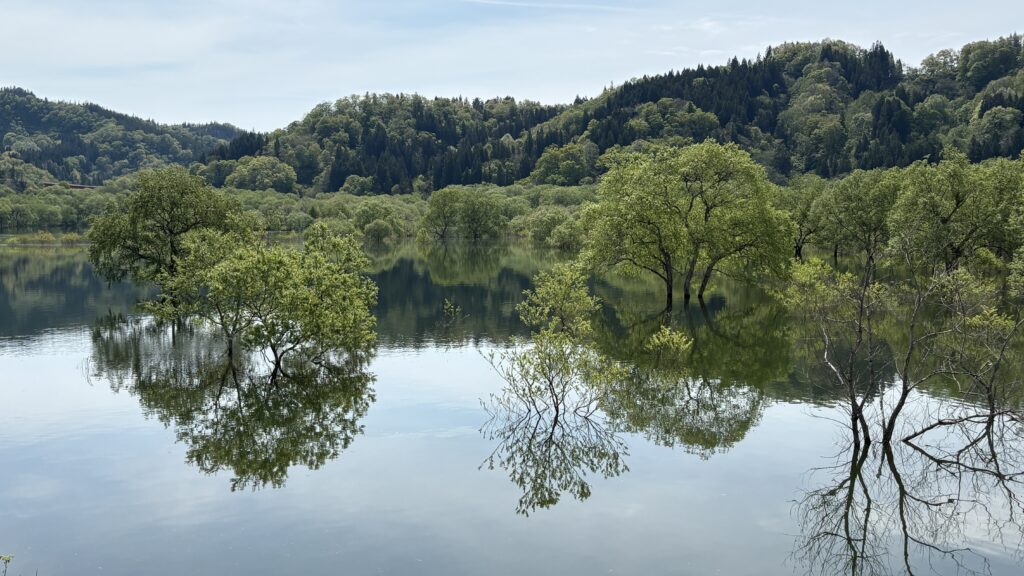 新緑が美しい水没林