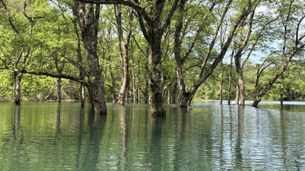 焼地台公園出艇地前の水没林