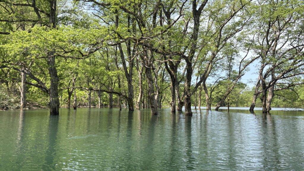 焼地台公園出艇地前の水没林