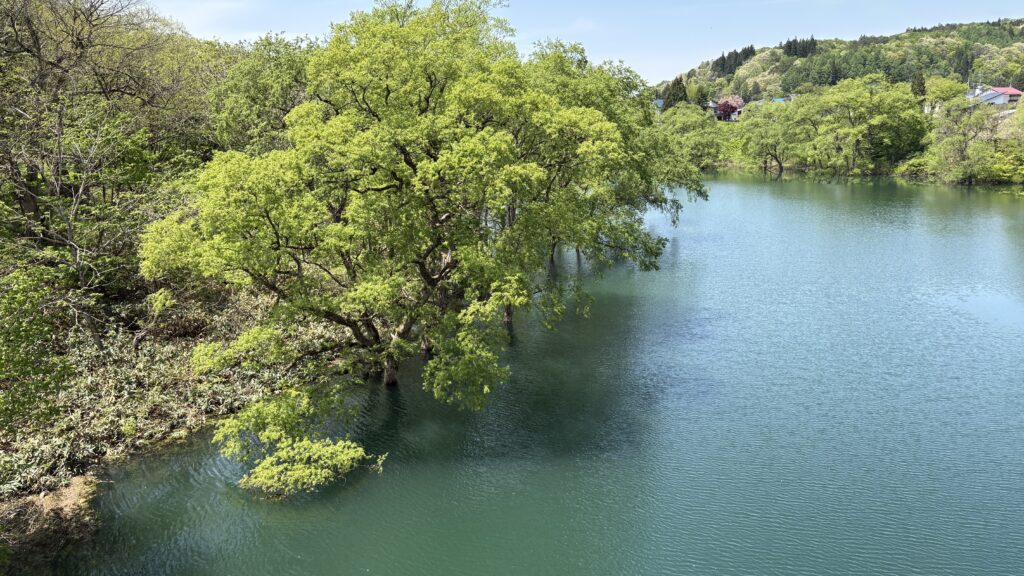 オロセのつり橋からの水没林