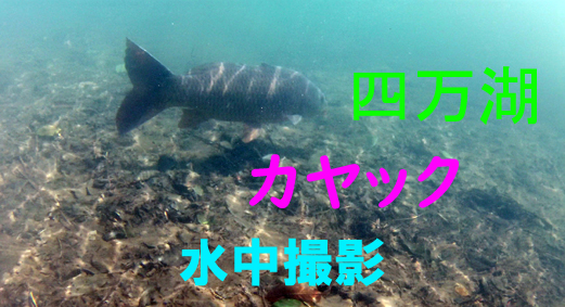 水中アクションカメラ撮影