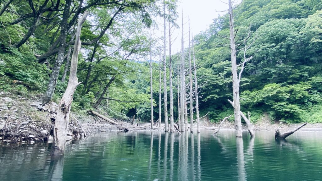 三淵渓谷前の立ち枯れの木