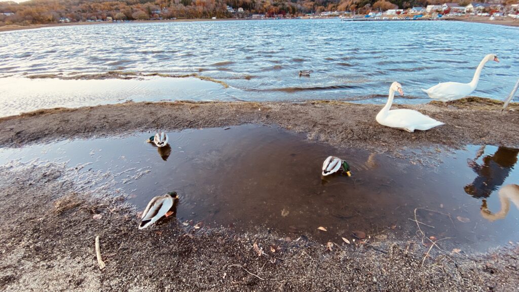 山中湖の白鳥とカモ