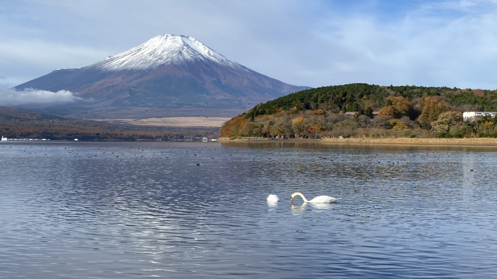 富士山と白鳥