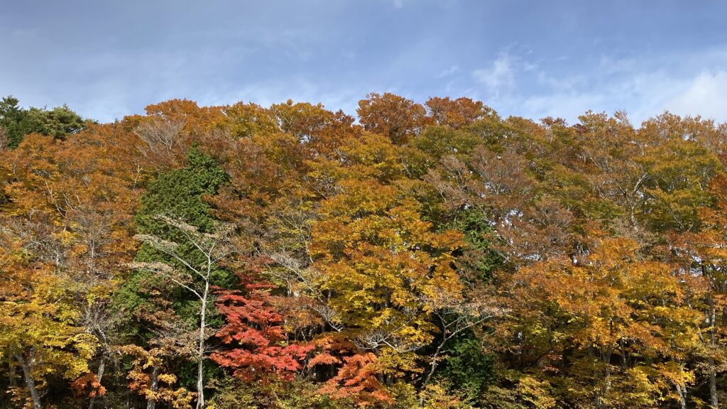 紅葉
