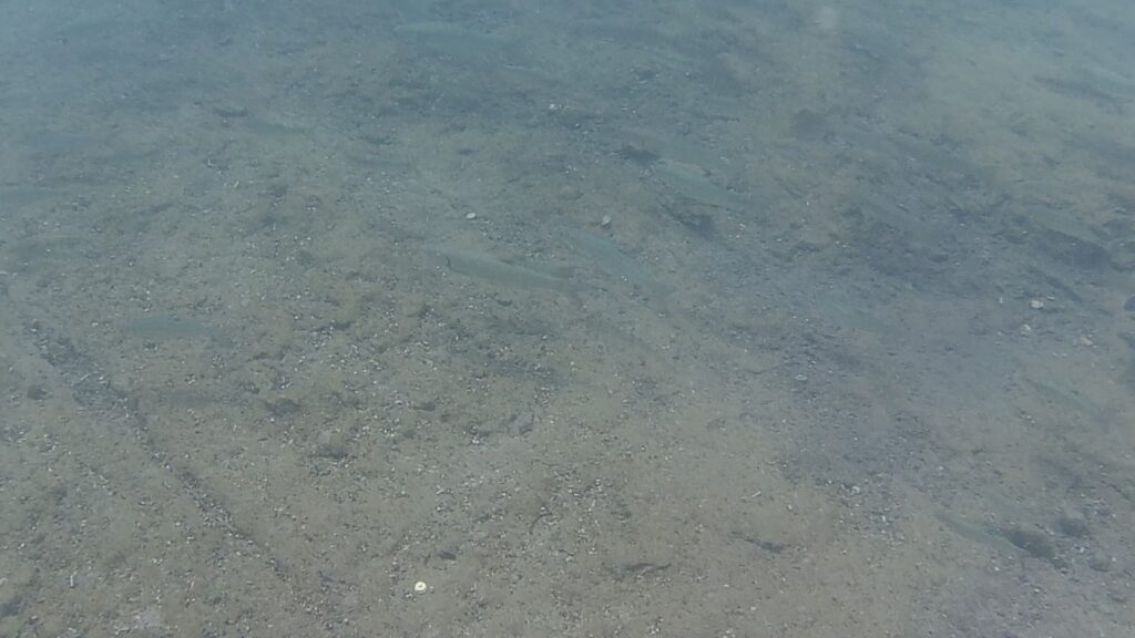 たくさんの魚